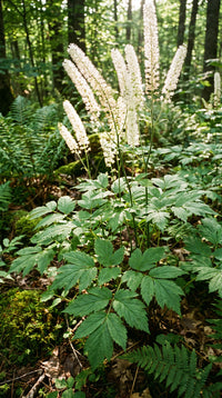 Cohosh Negro